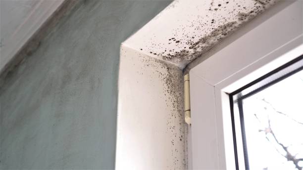 Professional Mold Remediation in Dover Beaches South, NJ