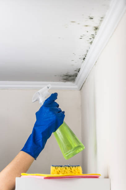Best DIY Mold Remediation Support Services in Dover Beaches South, NJ